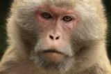 Le vaccin testé sur le singe confirme les espoirs d’un traitement préventif pour l’humain