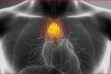 Le Thymus : parfois jugé inutile, cet organe nous aiderait en réalité à combattre le cancer
